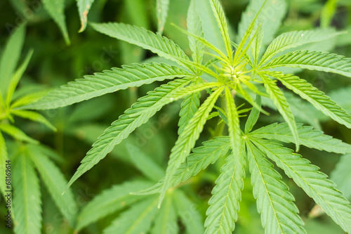 Fototapeta Naklejka Na Ścianę i Meble -  Fresh cannabis (marijuana) foliage