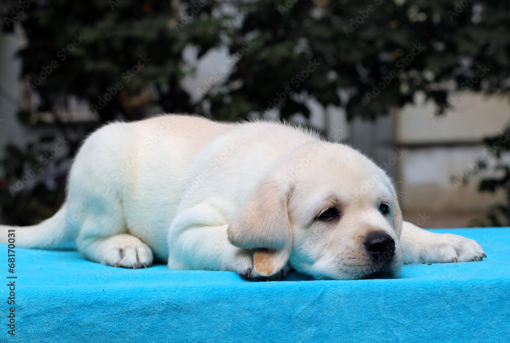 yellow labrador puppy portrait on blue yellow labrador puppy portrait on blue