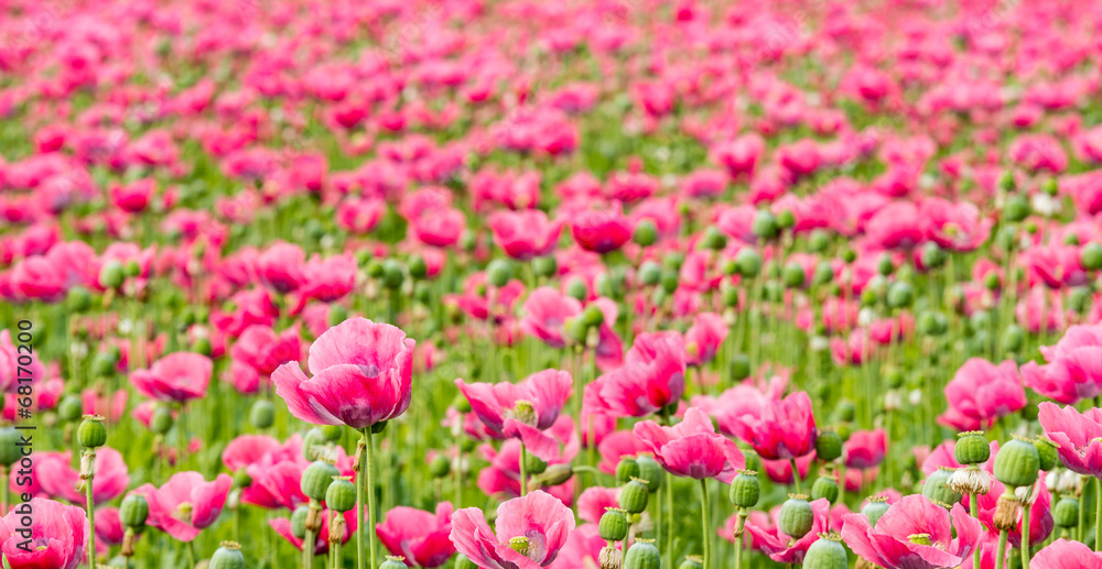 Large field full of pink Papaver flowers