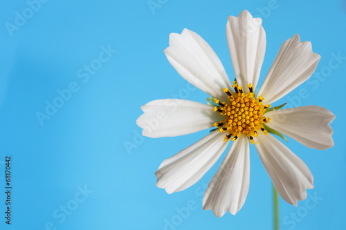 daisy flower on blue