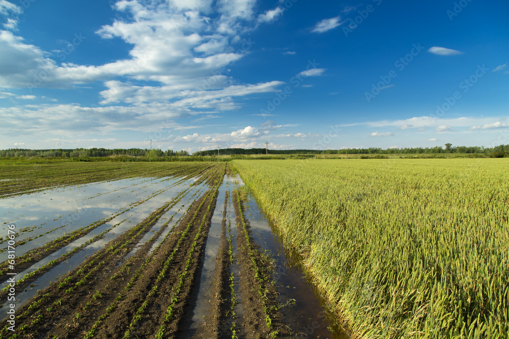 Agricultural disaster, fields of flooded crops.