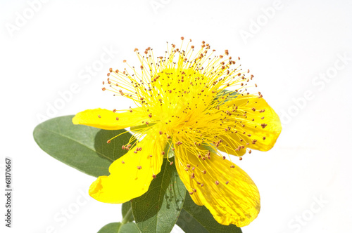 Johanniskraut, Hypericum, calycinum, Kelchartiges, photo