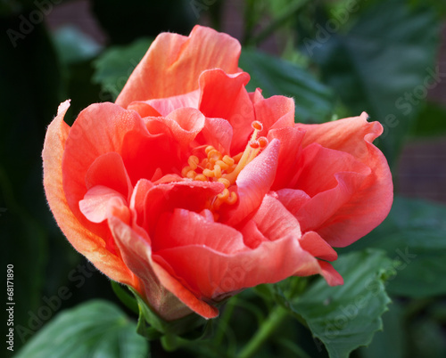 Wallpaper Mural Dawn bloom Torontodigital.ca