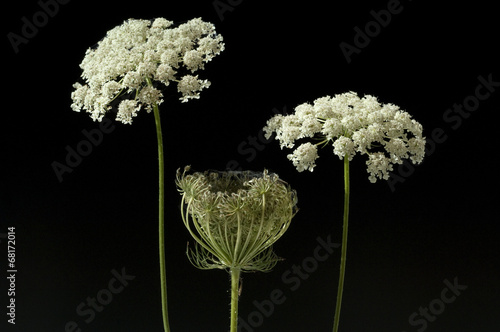 Konstfotografi Wilde, Moehre; Bluete; Blueten; Daucus; Carota;