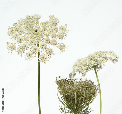 Fotografie Wilde, Moehre; Bluete; Blueten; Daucus; Carota;