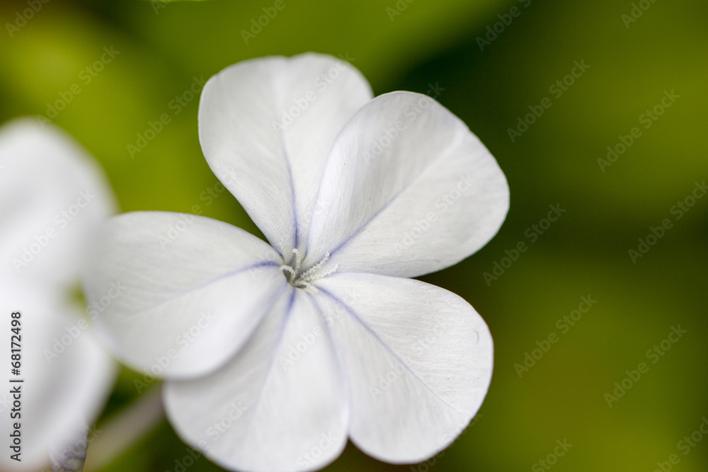 White flower in macro shot White flower in macro shot