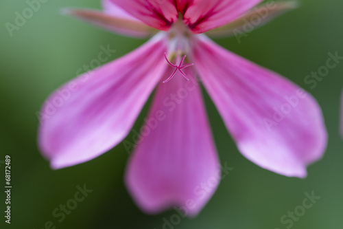 Pink Flower