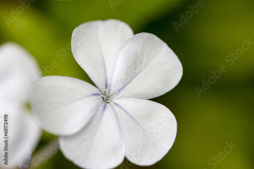 White flower in macro shot photo
