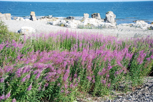 Slika na platnu Gotland