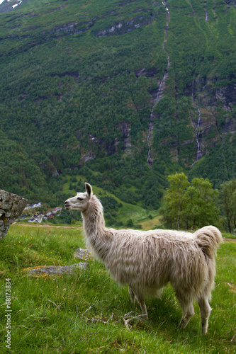 llamas in the mountains.