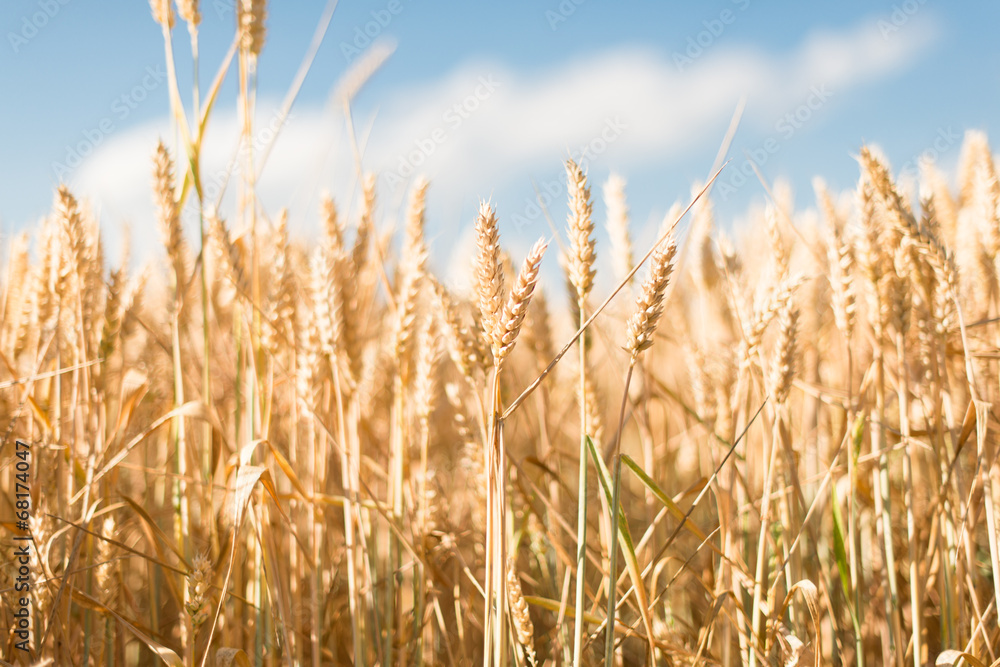 Fototapeta premium Yellow grain ready for harvest growing