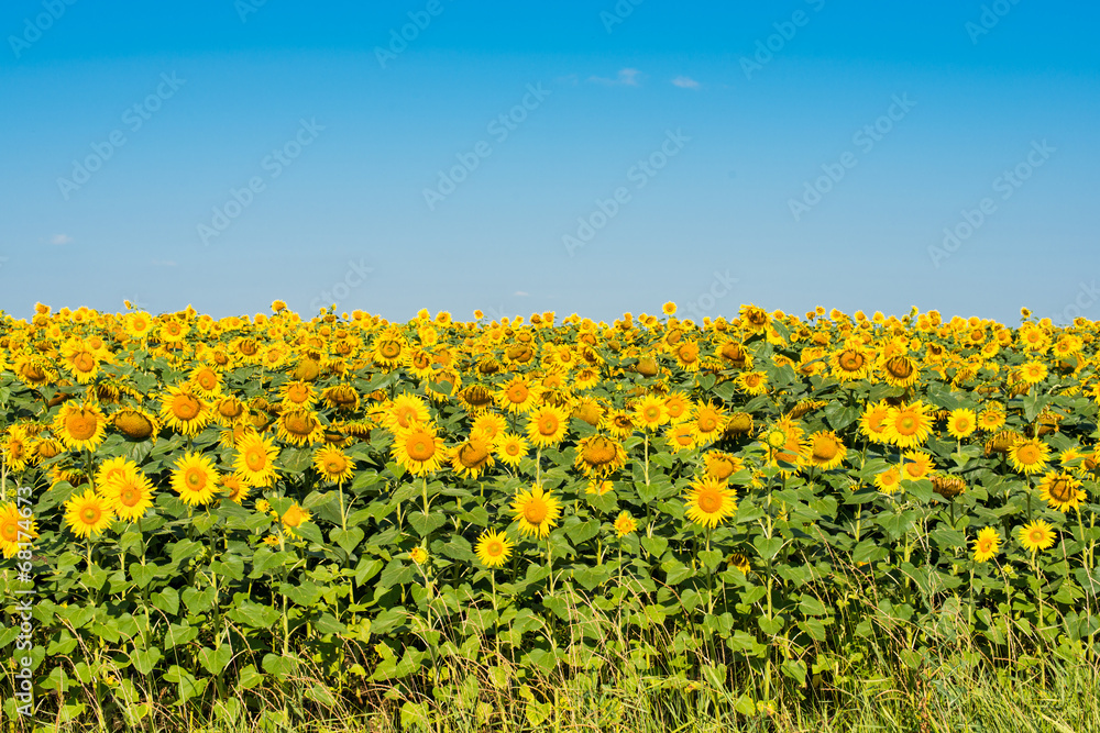 sunflowers growing sunflowers growing