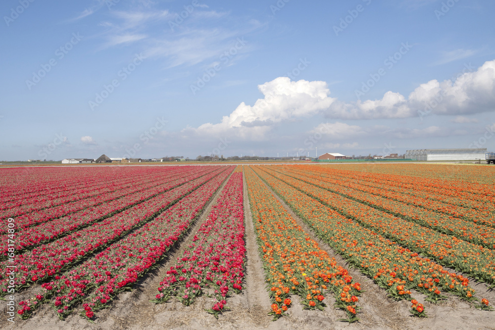Red and orange tulips on a sunny dutch day.