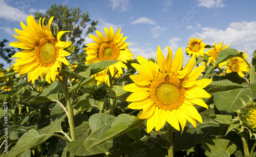 Blooming sunflower field