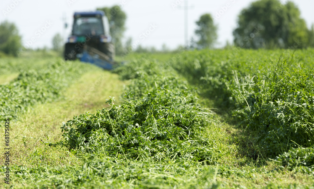 Fototapeta premium Mowing clover field with rotary cutter