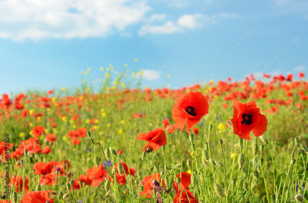 Beautiful poppy flowers in a field against the sky in pastel col Beautiful poppy flowers in a field against the sky in pastel col