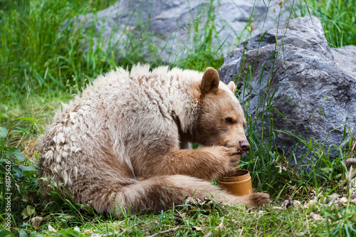 Kermode (Spirit) Bear Eating Honey