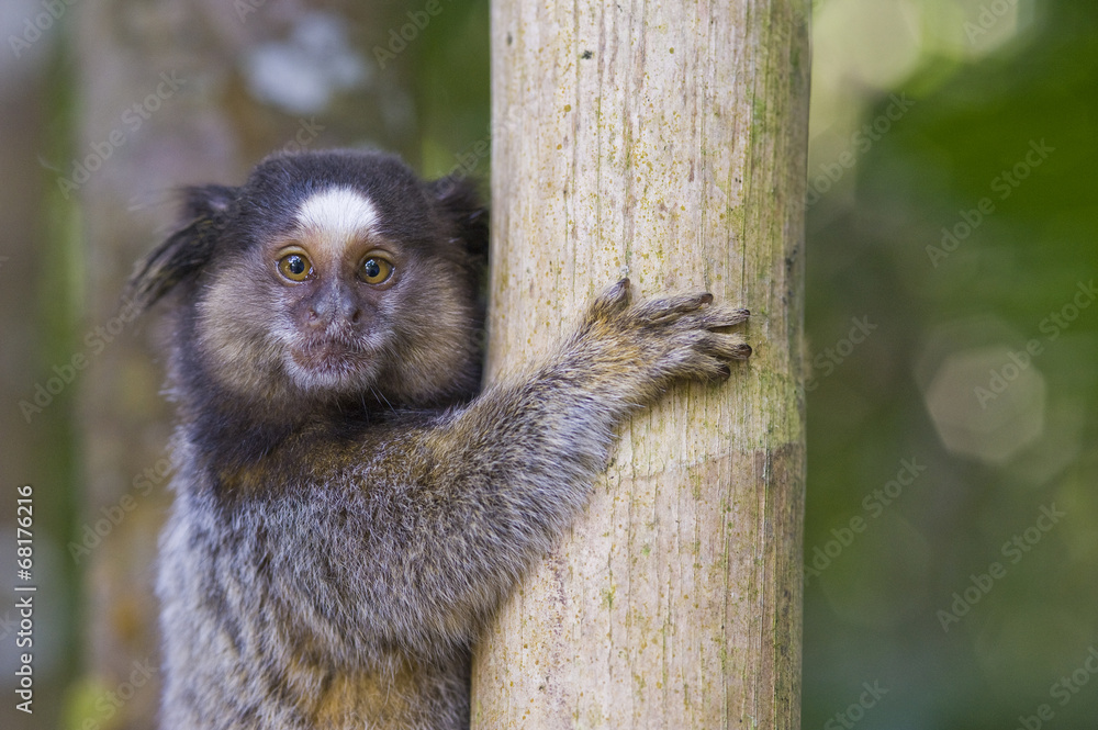 Fototapeta premium Sagui-de-tufos-brancos