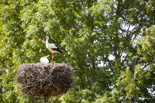 Storks in the nest in the countryside