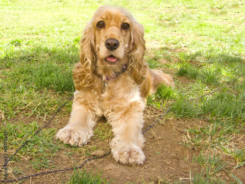 Cute american Cocker Spaniel puppy