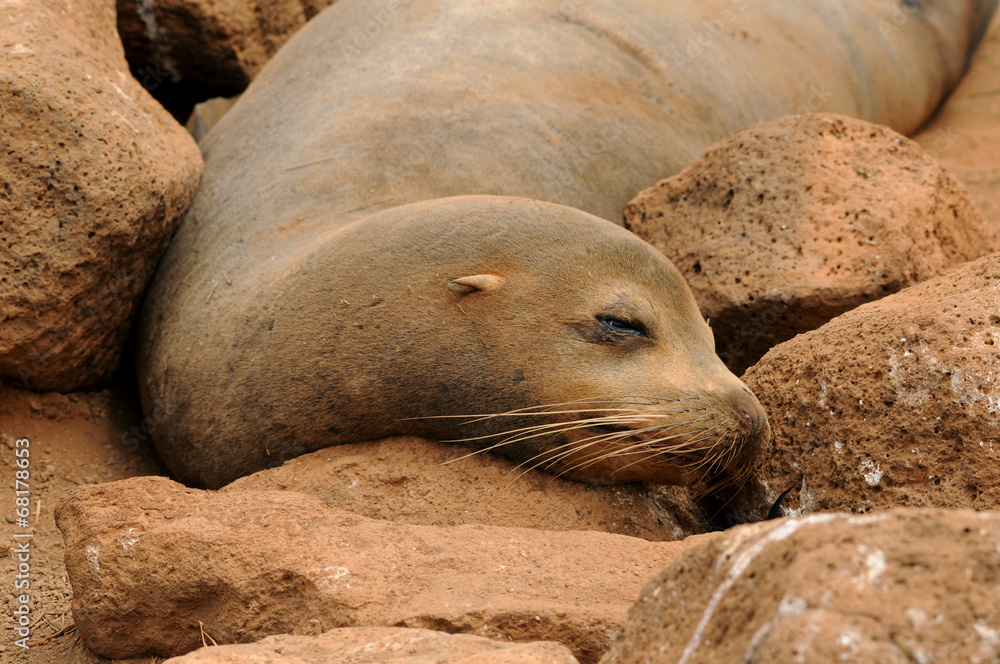 Obraz premium Seelöwe ruht