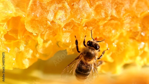 Bee gathering honey and nectar with proboscis
