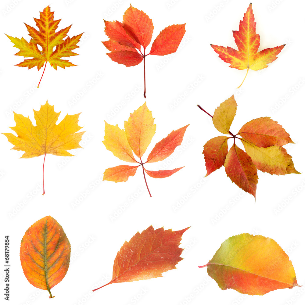 Naklejka premium Collage of different leaves isolated on white