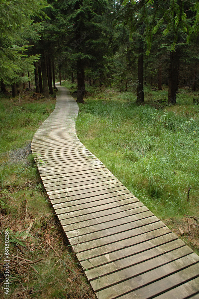 Fototapeta premium wooden path in forest
