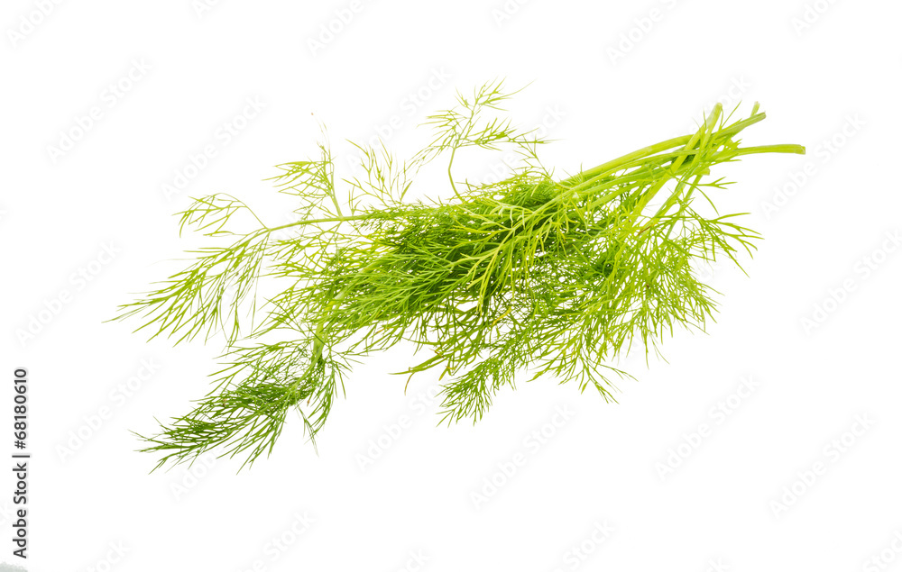 Fototapeta premium Dill branch