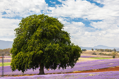 Lavender farm in Tasmania photo