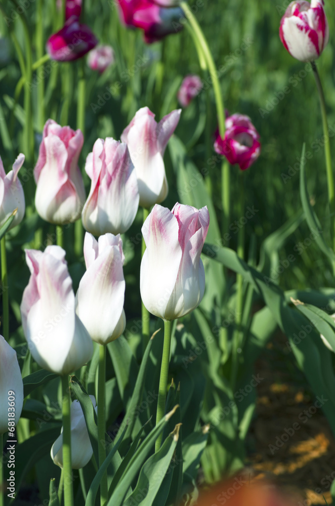 Spring background with tulips over natural background Spring background with tulips over natural background