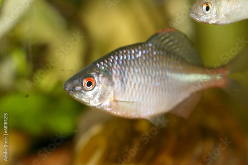 Close-up of a male Bitterling (Rhodeus amarus)