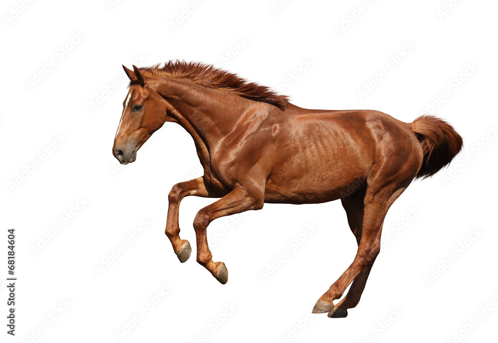 Naklejka premium Brązowy koń galopujący szybko na białym tle