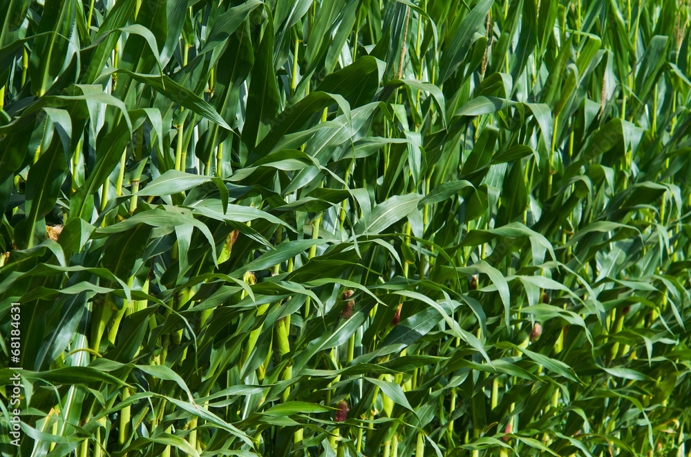 Green corn field growing up Green corn field growing up