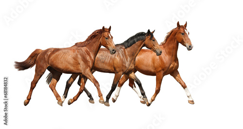 Three free horses happily trotting on white background