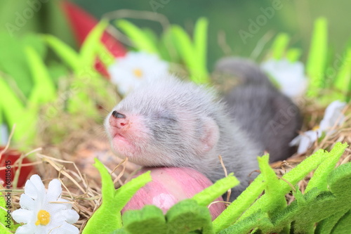 Ferret baby in the nest of hay © bozhdb