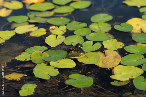 Frog across lily pads