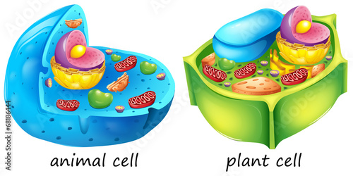 Animal and plant cells
