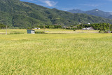 Landscape of paddy farm