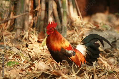 Red jungle fowl in jungle from Thailand