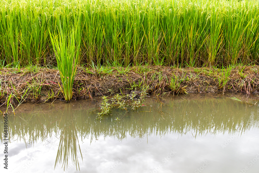 Green rice plants growing in different from the water side berms Green rice plants growing in different from the water side berms
