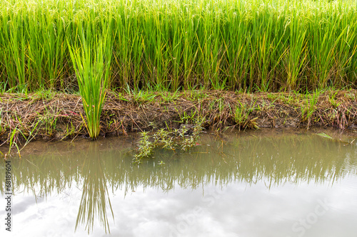 Green rice plants growing in different from the water side berms