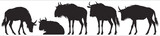 Wildebeest, gnu antelope vector silhouettes