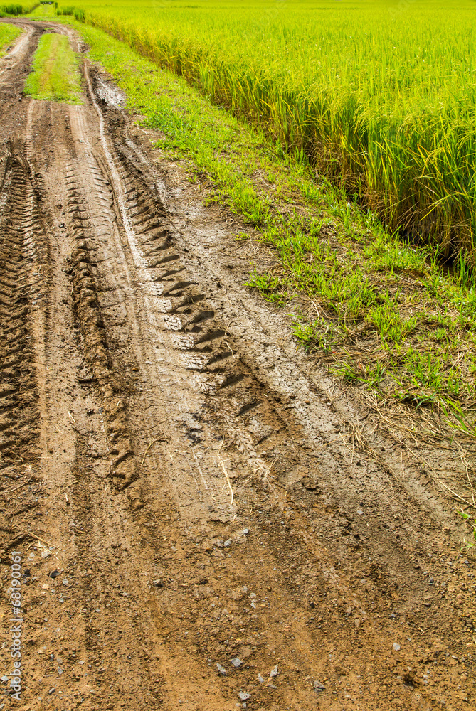 Surface tire tracks on a dirt road in the middle of rice fields Surface tire tracks on a dirt road in the middle of rice fields