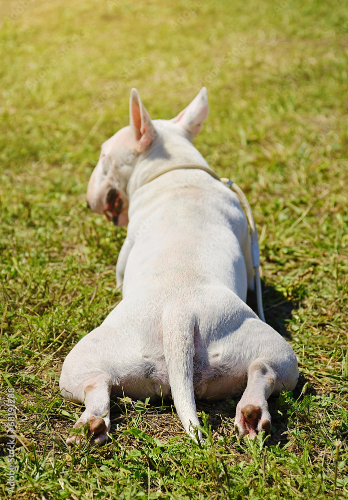 White Bull terrier resting on the grass