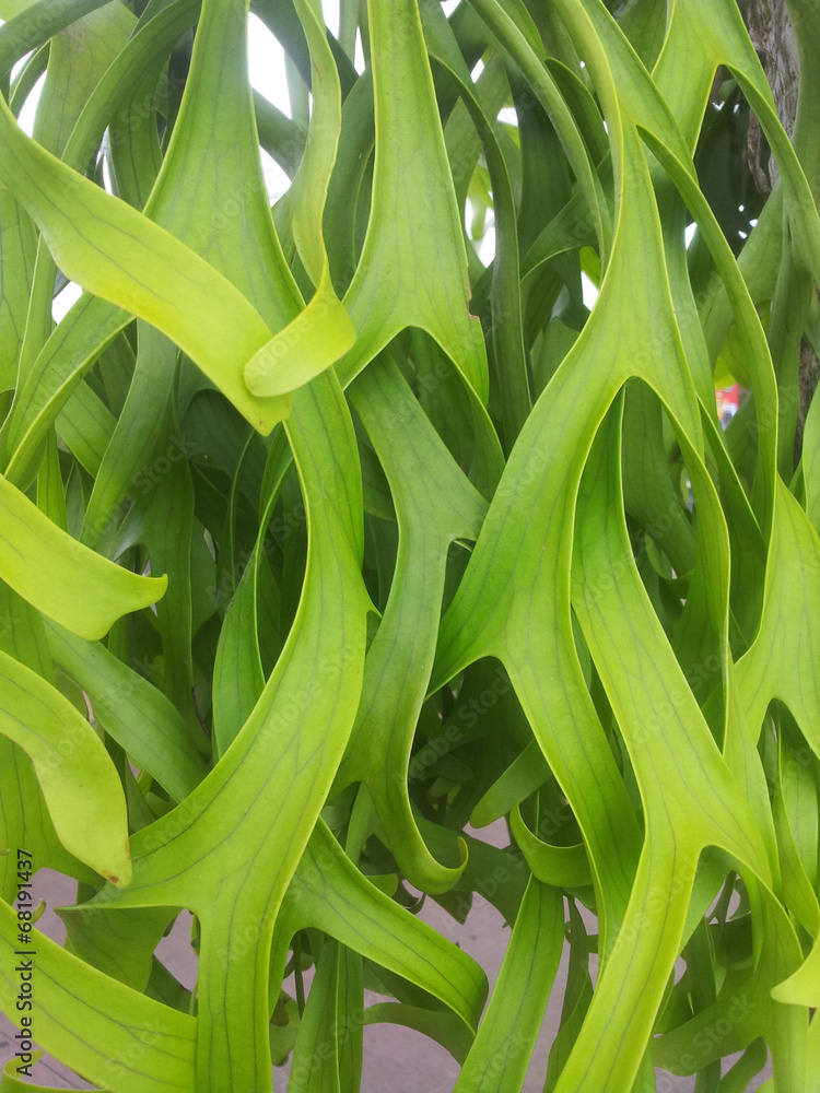 Obraz premium Fern Background