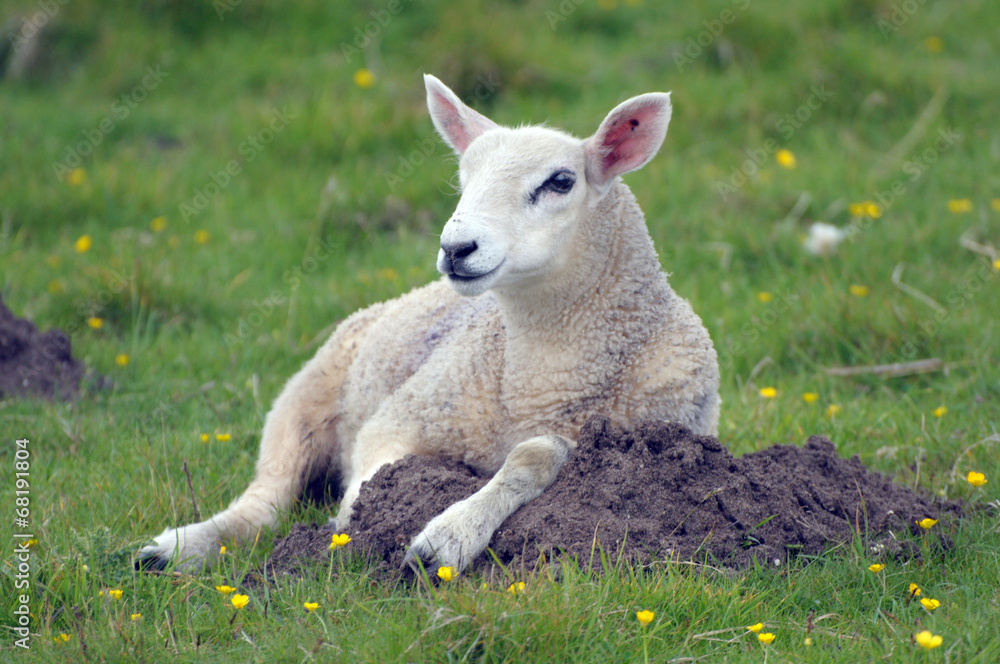 Obraz premium Lamb in field near Llangrannog, Cardigan coast