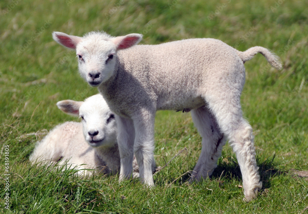 Twin lambs in field near Llangrannog, Cardigan coast Twin lambs in field near Llangrannog, Cardigan coast