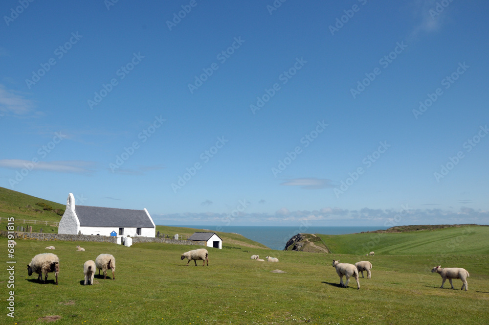 Sheep grazing near chapel at Mwnt, Cardigan coast
