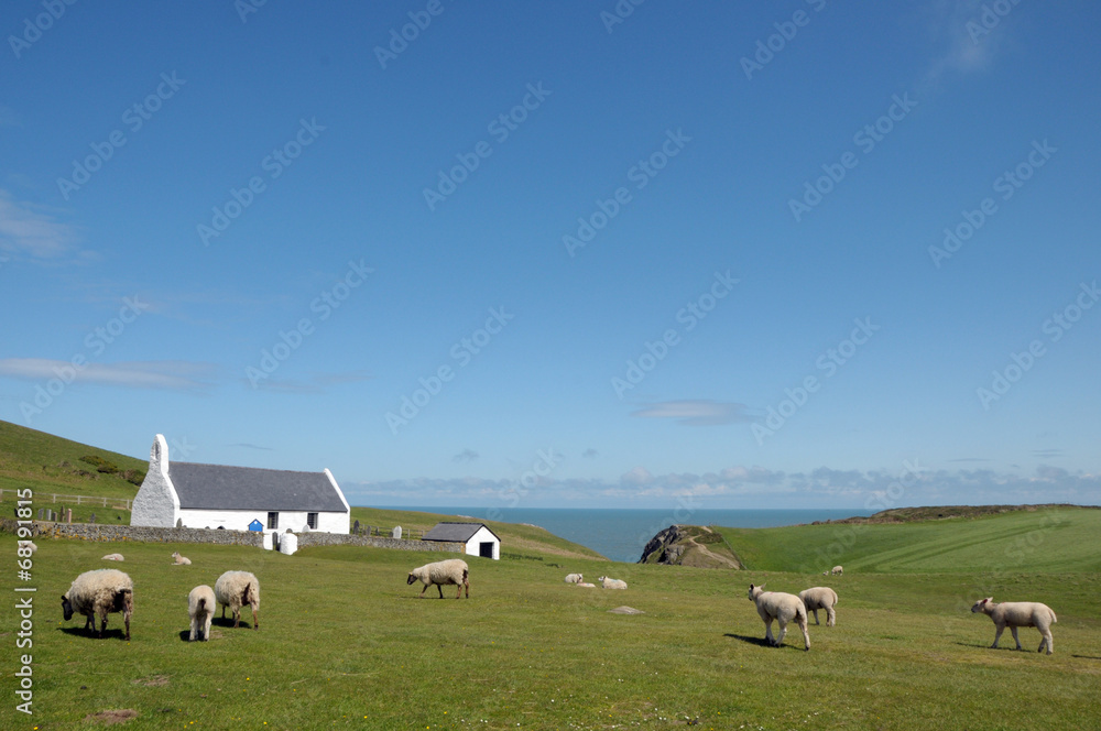 Fototapeta premium Sheep grazing near chapel at Mwnt, Cardigan coast